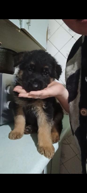 Продажа собак: Немецкая овчарка, 1 месяц, Самка — 7