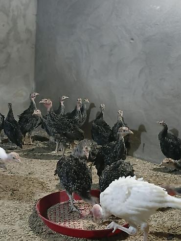 pekines ağ: Hind quşu balaları (pulyavka) – qrup halında - Növ: hind quşu — 2