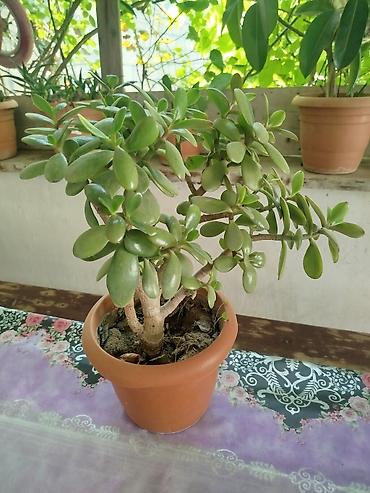 ağac gülləri: Pul ağacı (Crassula ovata) - Növ: Crassula ovata, qalın, parlaq yaşıl — 1