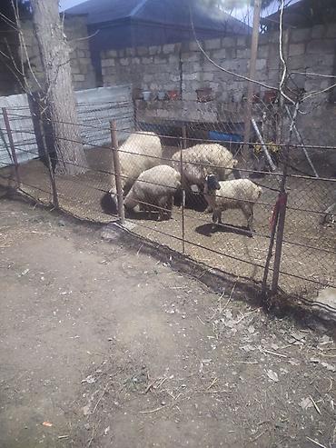 Qoyunlar, qoçlar: Ekiz qoyunlar — 4