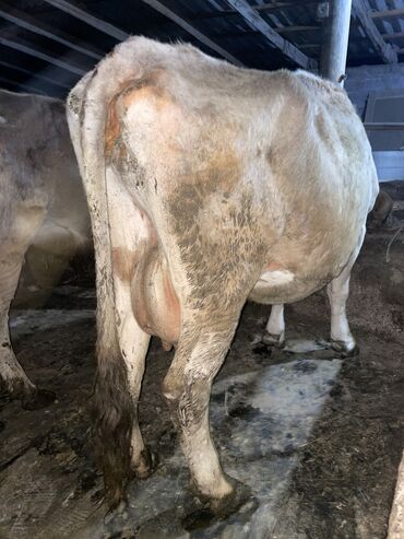 Коровы, быки: Продаю | Корова (самка) | Алатауская | Для молока | Искусственник