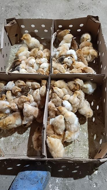 Cücələr: Salam herkese bayraminiz mubarek _xarkov qənbəri_ lider55_ sereblis _ — 6