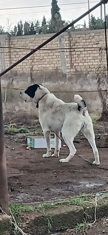 İtlər: Alabay, 1 il, Dişi, Peyvəndli, Ödənişli çatdırılma — 5