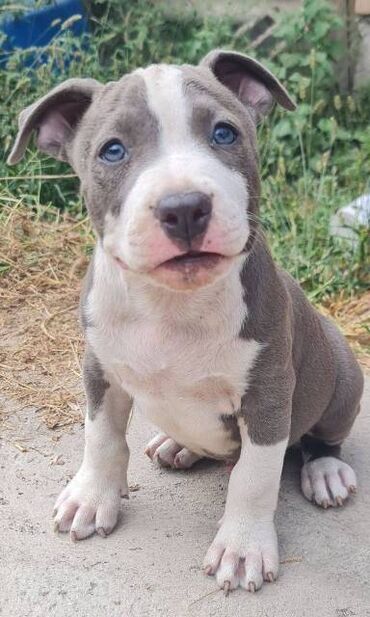 Psi: Američki Stafordski terijer, plavi štenci Na prodaju dva muška šteneta — 2