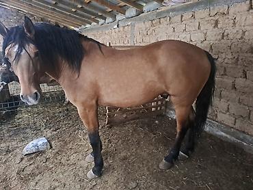 Лошади, кони: Продаю | Жеребец | Рабочий — 7