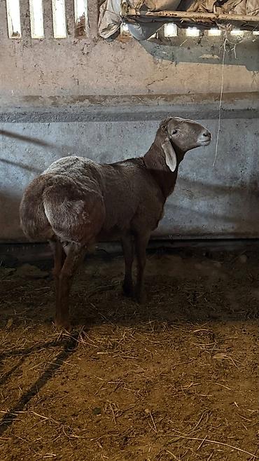 Баран, овца: Продаю | Баран (самец) | Арашан | Для разведения | Осеменитель, Племенные — 1