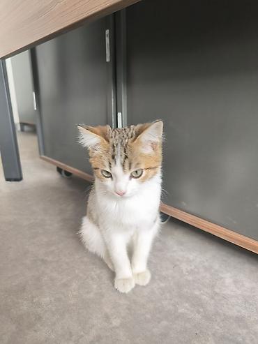 Котёнок домашний, короткошёрстный. - Окрас: белый с
