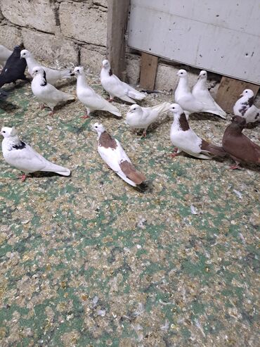 Göyərçinlər: Məhsul: Bəzək və uçuş üçün göyərçinlər Təsvir: - Növ — 7