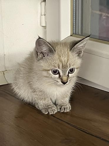 катя петя: Кошка даром: Беспородная, 2 месяца, Девочка — 5