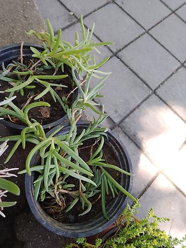 mini orhideje: Sukulenti u saksiji – delosperma/mesnate puzavice (ledeni cvet/sledeći — 1