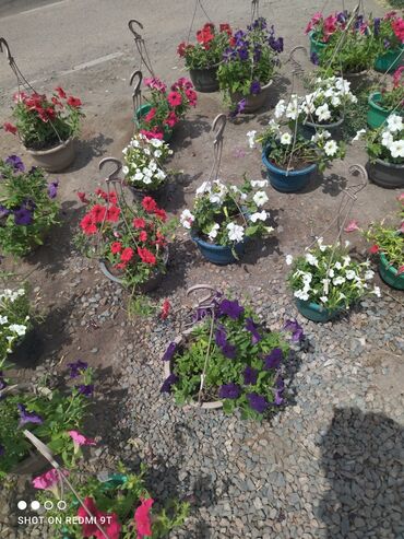 хищное растение: Петуния, цветы для балкона, цветы во двор, постоянно цветущие растения