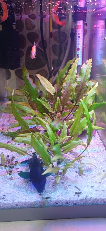 Akvariumlar: Dördbucaq akvarium, Boş, 24 l