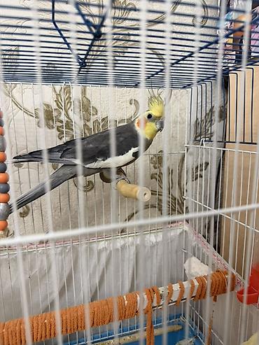 Зоотовары: Məhsul: Nimfa (cockatiel) cütü və qəfəs dəsti Dişi ve Erkek, disi 6 — 4