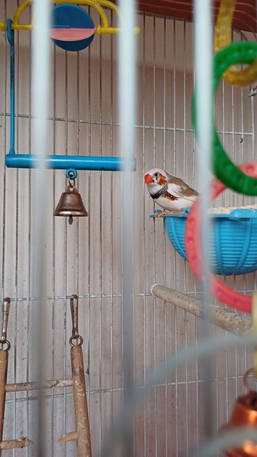 продаю кролов: Продаю птицу Амадина самец, с клеткой и запасом корма