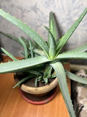 Хойи: Комнатные растения хойя и алоэ вера. Хойя — укоренённые черенки в — 6