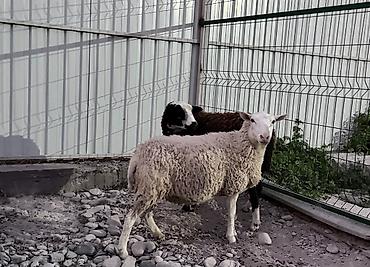 пчелы карпатка купить: Продаю | Овца (самка), Ягненок | Гиссарская, Долан, Арашан | Для разведения | Племенные, Котные, Матка — 1