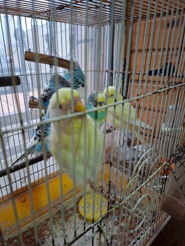 Tutuquşları: Salam umumi 10 qusdur 2 çütdür 6 si ise tek tek sekillerdede var cut — 6