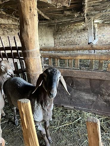 Баран, овца: Продаю | Овца (самка) | Для разведения — 12