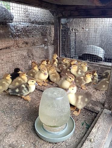 ördey balası: Lal ördək balaları.Tam saglamdirlar,real alicilar qeyd olunan nomre — 2