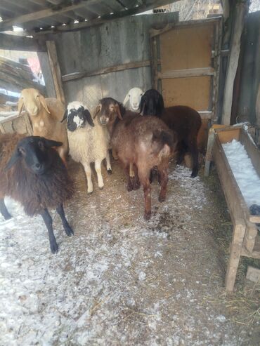 Баран, овца: Продаю | Ягненок | Полукровка | Для разведения | Матка — 9