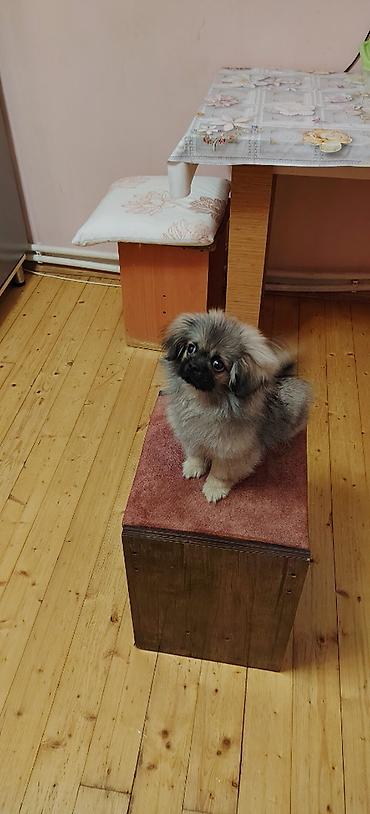 pomerian it: Pekines, 3 ay, Erkək, Peyvəndli, Ünvandan götürmə — 2