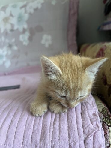рыжий вислоухий котенок купить: Рыжий котёнок с короткой пушистой шерстью и кремовыми отметинами