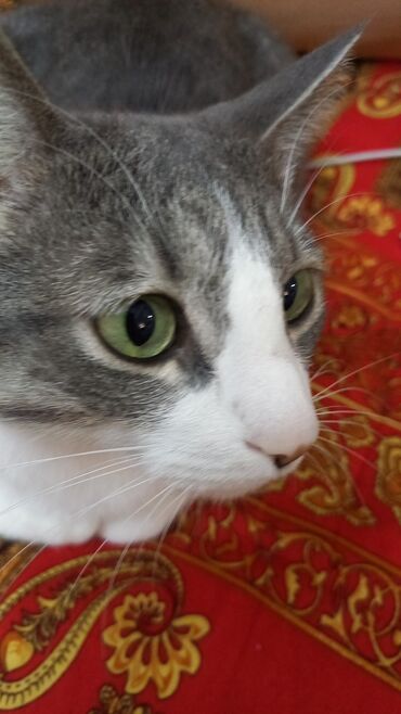абиссинский кот: Отдаю кота нашего Томми в хорошие руки в хорошую семью . с рождения