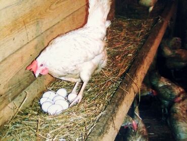 купить кур несушек на птицефабрике: Сатам | Тооктор | Хай-Лайн Соня Грей | Жумуртка туудуруу үчүн
