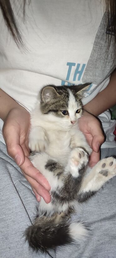 котенок белый купить: Кошка даром: Беспородная, 1 месяц, Мальчик