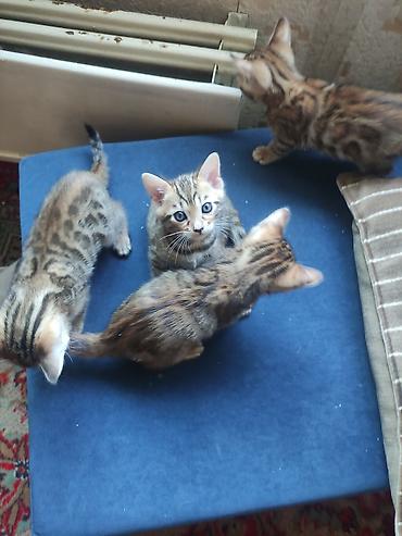 бакинская пантера: Срочно продаются Бенгальские катята, родились 17.08.2026г. мать из — 7
