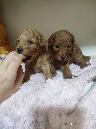 İtlər: Pudel — 18