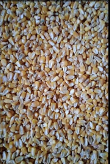 Зерновые культуры: Семена и саженцы Кукурузы, Платная доставка