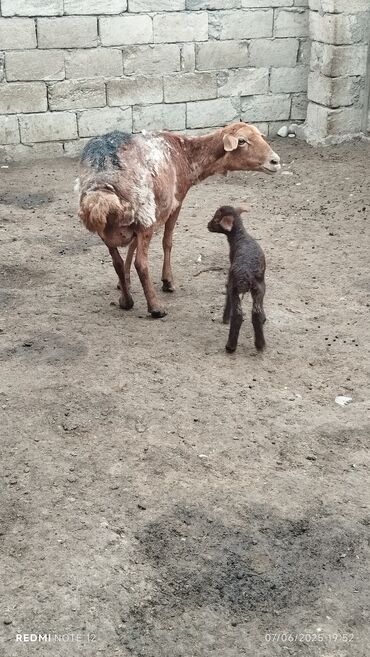 Qoyunlar, qoçlar: Dişi, il: 4, Damazlıq, Ünvandan götürmə