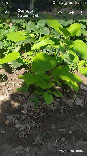 Гортензия: Гортензия БЕЛАЯ садовая. Крупные БЕЛЫЕ шары с футбольный мяч — 2