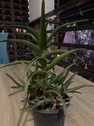 kosmetika aloe vera: Aloe bitkisi 5 m unvan 28 may