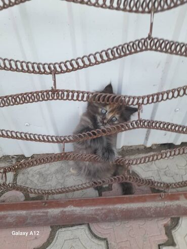 отдам кота я его боюсь: Кошка даром: Беспородная, 1 месяц, Девочка