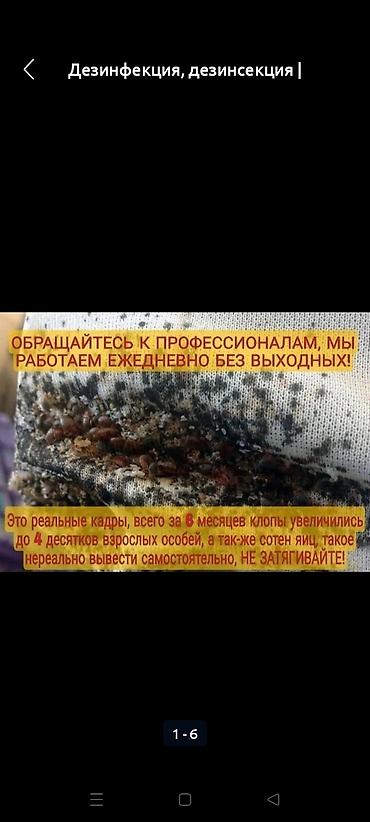 Дезинфекция, дезинсекция: Дезинфекция, дезинсекция, | Клопы, Блохи, Тараканы, | Транспорт, Офисы, Квартиры at lalafo.kg — 14 Дезинфекция, дезинсекция: Дезинфекция, дезинсекция, | Клопы, Блохи, Тараканы, | Транспорт, Офисы, Квартиры — 14