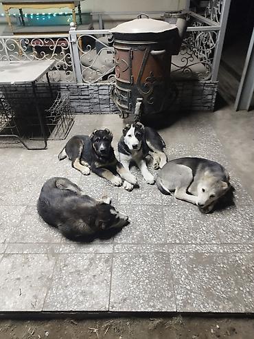 Продажа собак: Алабай, 3 месяца, Самец, С прививкой — 4