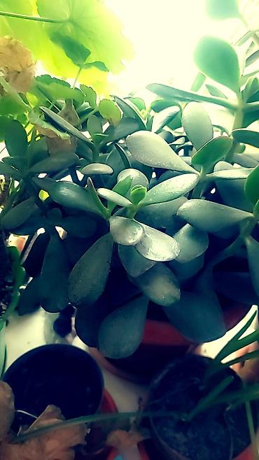 Отдам даром: Цветы от 50 сом и выше — 4