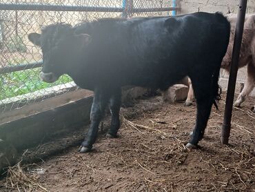 Dana, buzov: Məhsul: Dana (gənc iribuynuzlu heyvanlar) Təsvir: - Şəkillərdə bir — 2