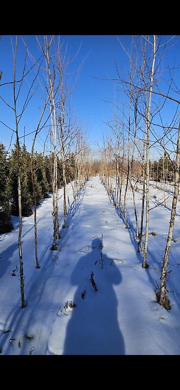 Другие товары для дома и сада: Голубой ель. Тянь-шаньский ель.береза,Пихта,Сосна, сатылат — 14