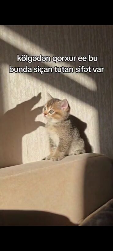 вислоухий котенок сколько стоит: Шиншилла, Самец, Самка, В добрые руки, Платная доставка
