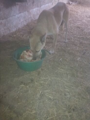 Продажа собак: Бельгийская овчарка, 1 месяц, Самец, С прививкой — 8