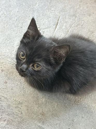коротколапые коты цена: Отдаю котят в хорошие руки, котята очень хорошие и ласковые, к лотку — 3
