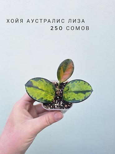 цветы орхидеи: 💚 Комнатные растения (детки/молодые растения). 🪴 Названия и цены — 8