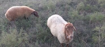 купить кошку в баку: Qoçluq üçün yerli cins qoyunlar (2 baş) Məhsul təsviri:Boğaz qoyunlar