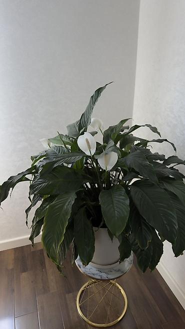 taxta dibçək: Spathiphyllum (Sülh zanbağı) – böyük, sıx yarpaqlı, dekorativ otaq — 5