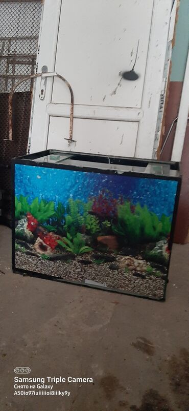 akvarium satilir: Bôyuk akvarium. Guneşlide.150 azn alinib 100 satiram