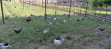 heleb kecileri satilir: 3 ayliq kend çolpasi 1 ededi 10 manat — 4