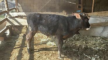 Коровы, быки: Продаю | Бык (самец) | Швицкая | На откорм — 9
